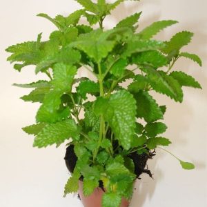 Melissa Officinalis-Citronela maceta ø 13 cm. con propiedades antimosquitos