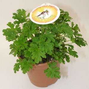 Geranio antimosquitos maceta ( 12-13 cm)